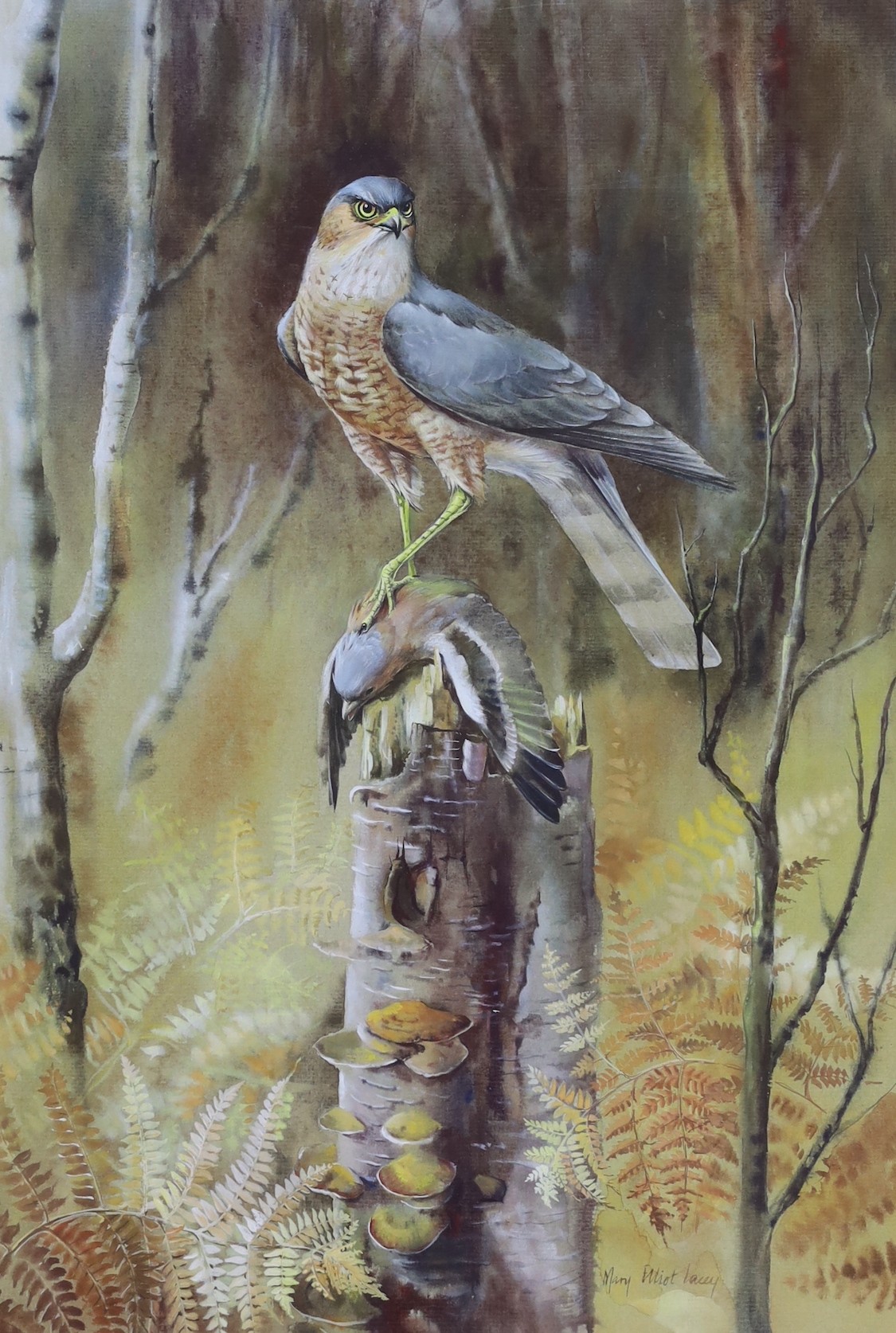 Margaret Elliott Lacey, 20th century, gouache, Sparrow hawk and finch, signed, 45 x 30cm